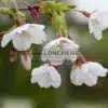 Gros plan sur les fleurs pas encore complètement blanches du PRUNUS yedoensis Gros plan sur les fleurs pas encore complètement blanches du PRUNUS yedoensis