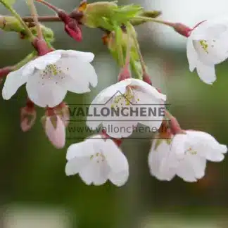 Nahaufnahme der noch nicht ganz weißen Blüten von PRUNUS yedoensis