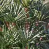 Gros plan sur le feuillage d'un vert soutenu du SCIADOPITYS verticillata laissant apparaître le bois couleur cuivrée Gros plan sur le feuillage d'un vert soutenu du SCIADOPITYS verticillata laissant apparaître le bois couleur cuivrée