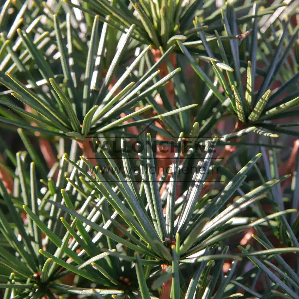 Gros plan sur le feuillage d'un vert soutenu du SCIADOPITYS verticillata laissant apparaître le bois couleur cuivrée