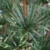 Gros plan sur le feuillage d'un vert soutenu du SCIADOPITYS verticillata laissant apparaître le bois couleur cuivrée Gros plan sur le feuillage d'un vert soutenu du SCIADOPITYS verticillata laissant apparaître le bois couleur cuivrée