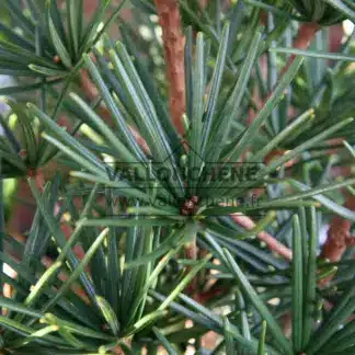 Gros plan sur le feuillage d'un vert soutenu du SCIADOPITYS verticillata laissant apparaître le bois couleur cuivrée
