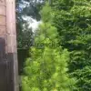 Un SCIADOPITYS verticillata avec sa silhouette naturelle en forme de cône Un SCIADOPITYS verticillata avec sa silhouette naturelle en forme de cône