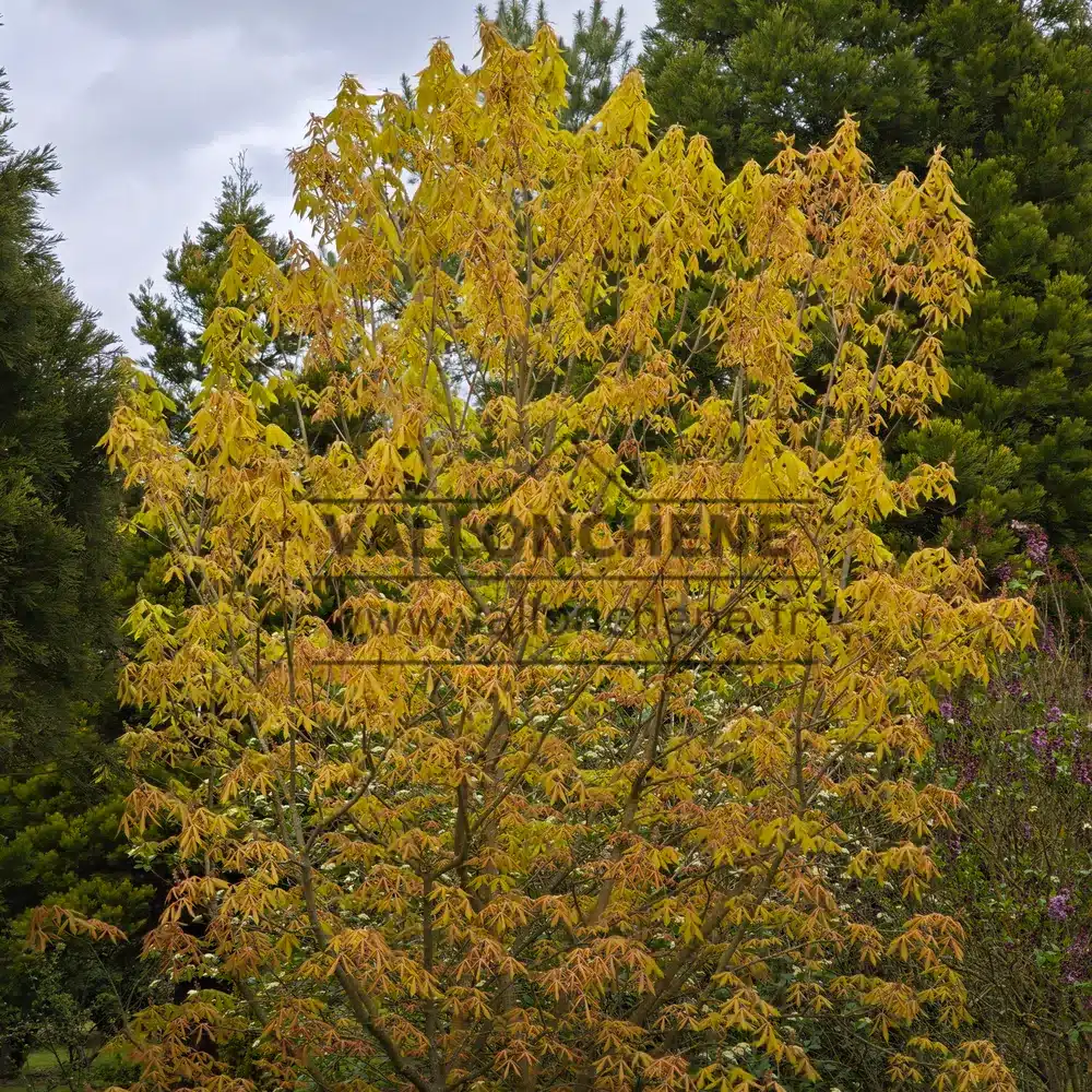 Un AESCULUS neglecta 'Erythroblastos' dans le Jardin de Vallonchêne en pleine transition du rose en vert en passant par le jaune.