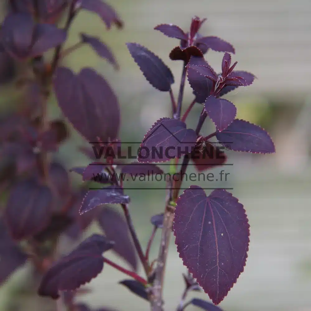 CERCIDIPHYLLUM japonicum 'Rotfuchs'