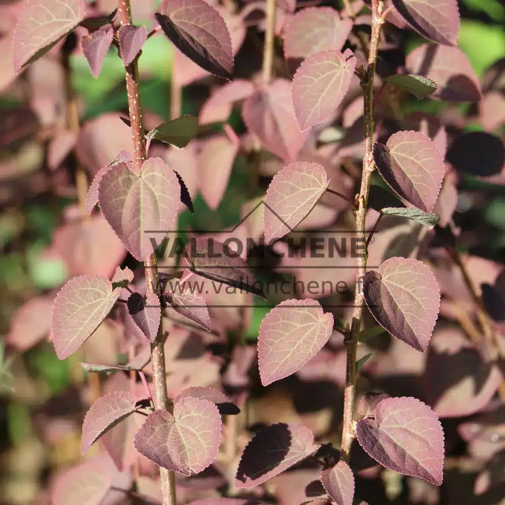 Feuillage rose du CERCIDIPHYLLUM japonicum 'Rotfuchs' en pleine transition du pourpre au vert