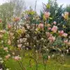 A MAGNOLIA 'Coral Lake' in bloom in the Vallonchêne Garden.