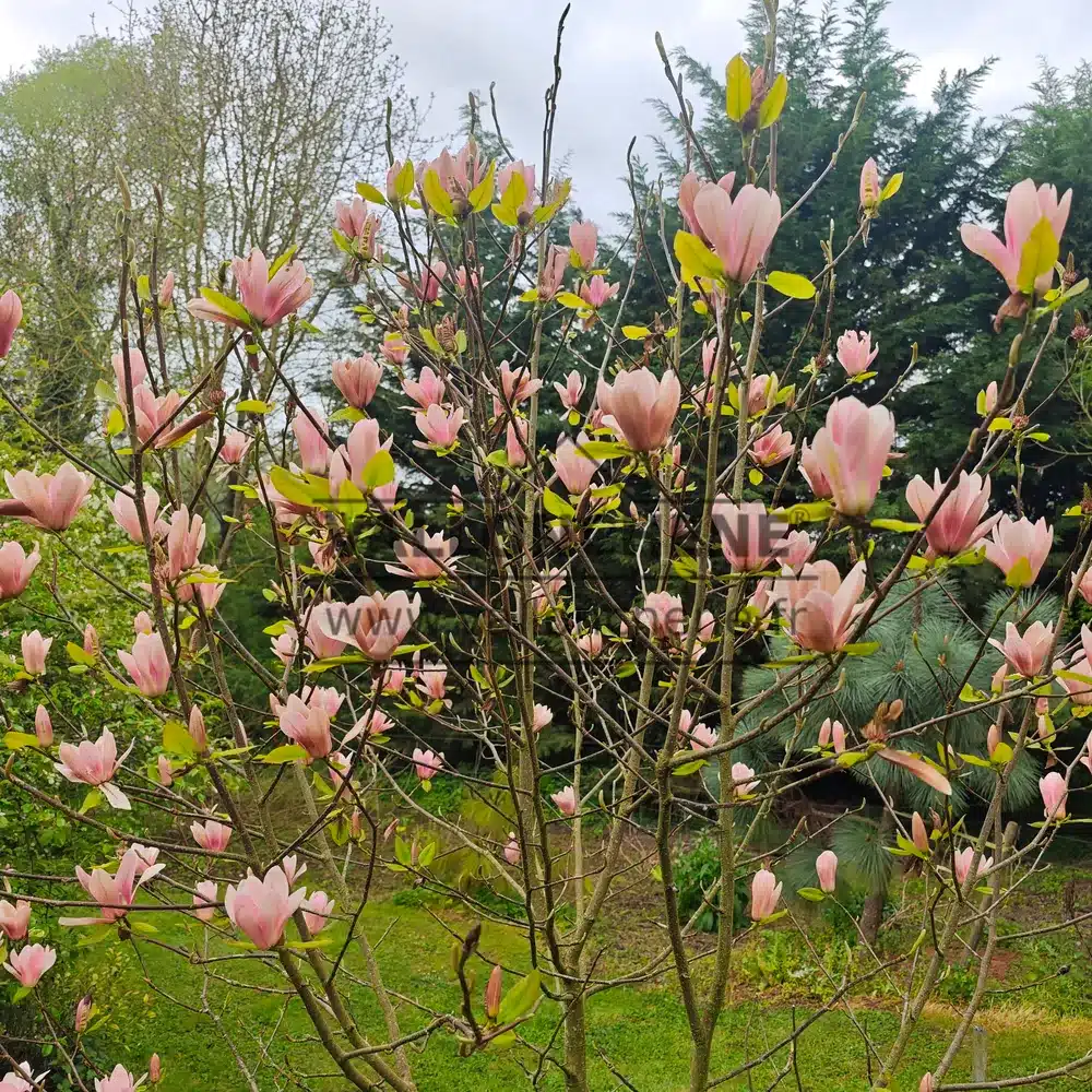 Un MAGNOLIA 'Coral Lake' en fleurs dans le Jardin de Vallonchรชne Un MAGNOLIA 'Coral Lake' en fleurs dans le Jardin de Vallonchรชne