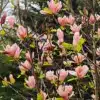 Abundant coral-pink flowers of MAGNOLIA 'Coral Lake'