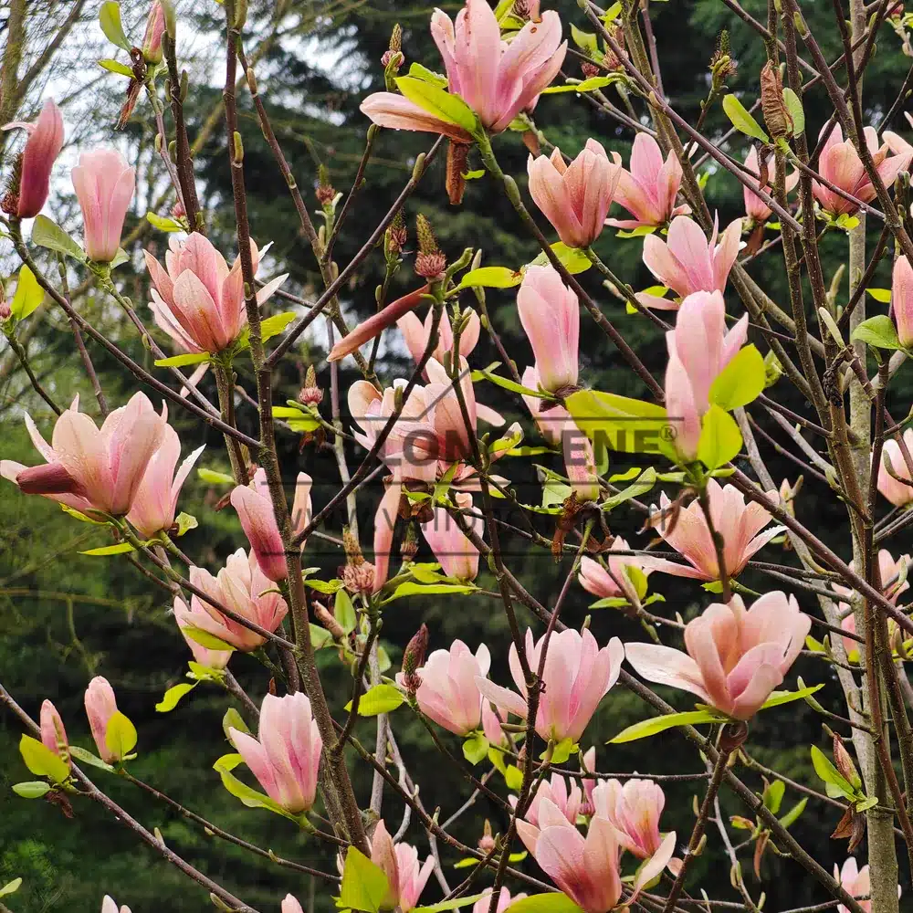 Multitude de fleurs rose corail du MAGNOLIA 'Coral Lake' Multitude de fleurs rose corail du MAGNOLIA 'Coral Lake'