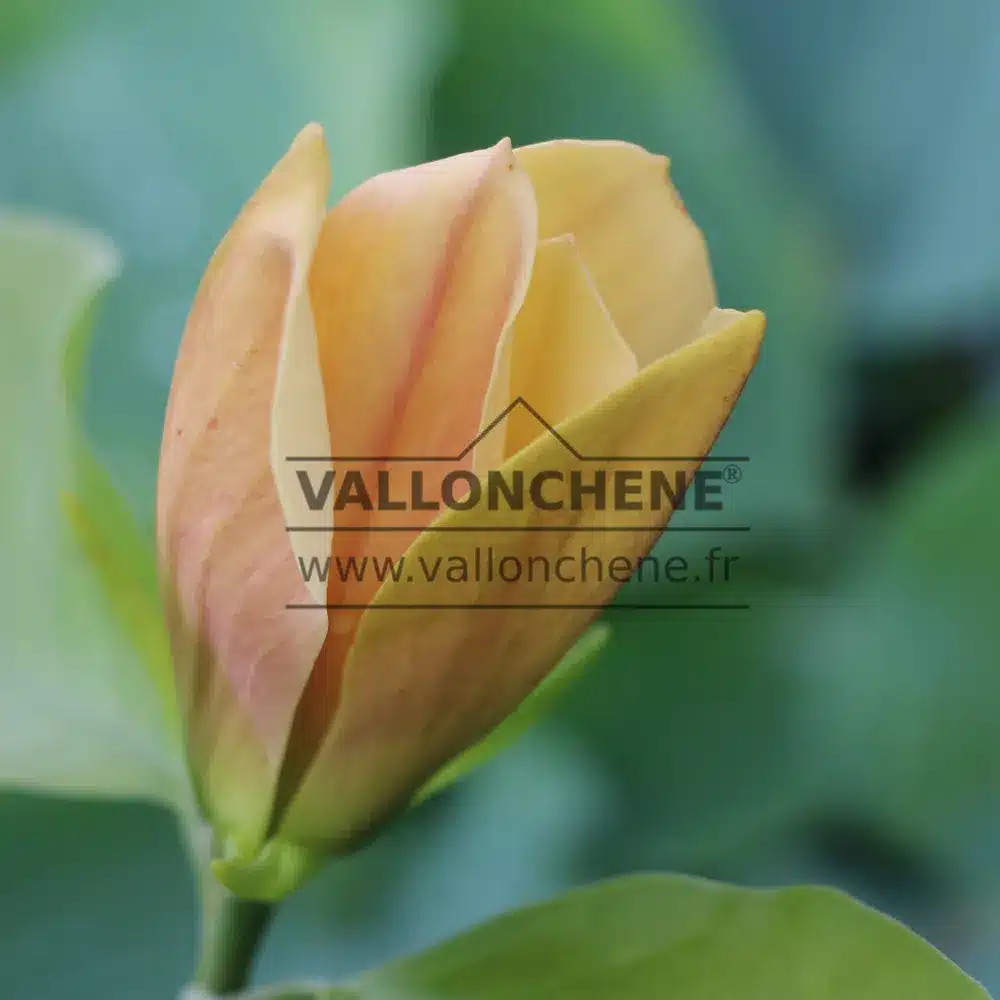 Fleur ouvrante du MAGNOLIA 'Judy Zuk'