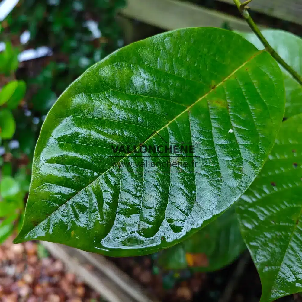 Feuille du MAGNOLIA 'Judy Zuk'