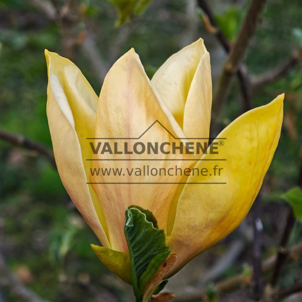 Gelbe, fast geöffnete Blüte des MAGNOLIA ‘Judy Zuk’