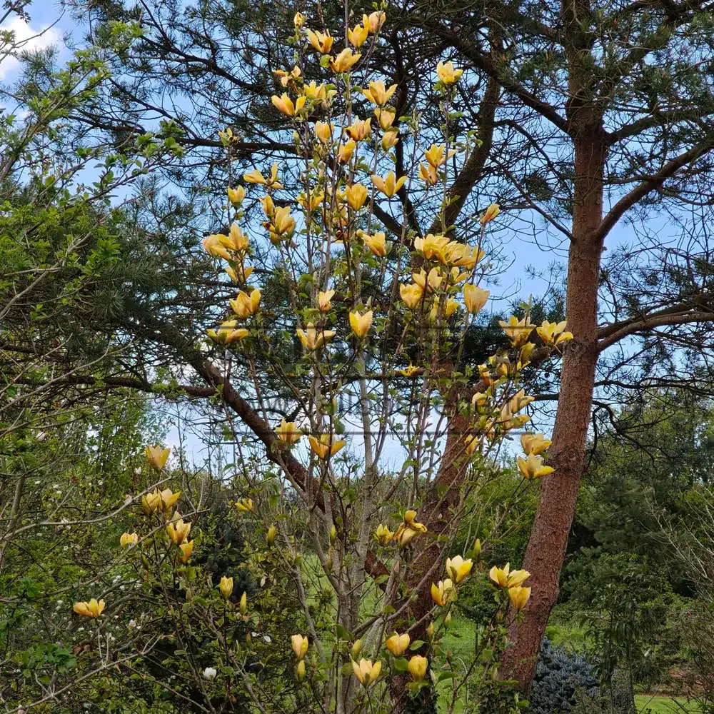 Un MAGNOLIA 'Judy Zuk' d'une douzaine d'année avec son port assez érigé