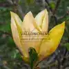 Fleur jaune presque ouverte du MAGNOLIA 'Judy Zuk'