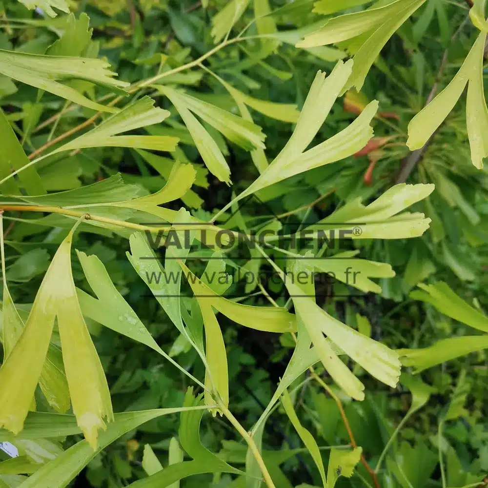 GINKGO biloba 'Saratoga'