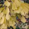 Exemple de coloration jaune or en automne du Feuillage du GINKGO biloba 'Saratoga'