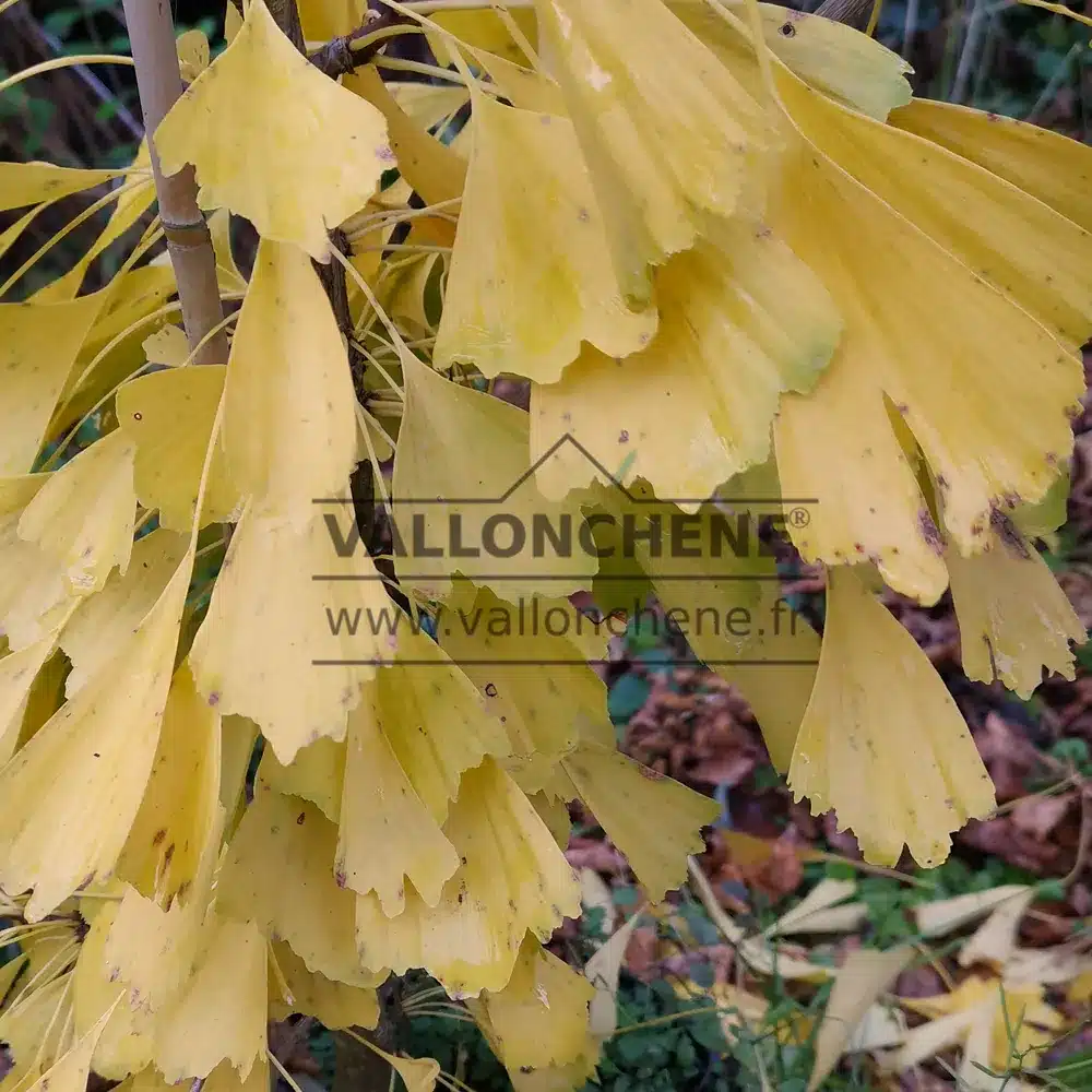 Ejemplo de coloración amarillo oro en otoño del follaje del GINKGO biloba 'Saratoga' Ejemplo de coloración amarillo oro en otoño del follaje del GINKGO biloba 'Saratoga'