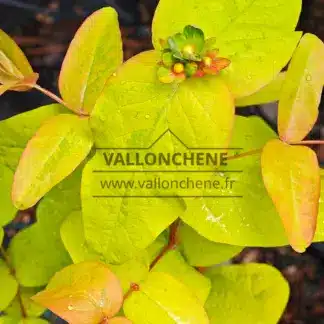 Feuillage jaune vif avec boutons à fleurs du HYPERICUM 'Golden Beacon'
