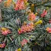 Fleurs roses du PINUS parviflora 'Negishi'