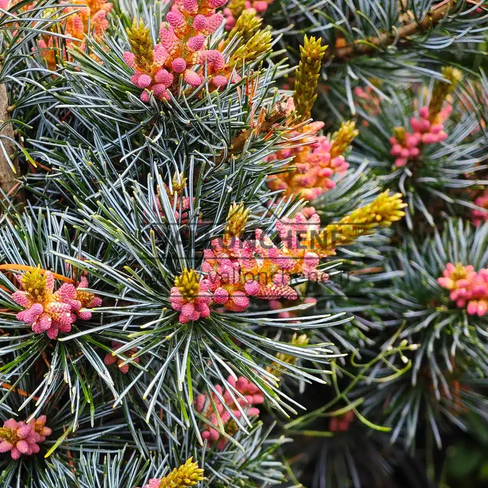 Fleurs roses du PINUS parviflora 'Negishi' Fleurs roses du PINUS parviflora 'Negishi'