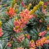 Fleurs d'un rose fluo du PINUS parviflora 'Negishi'
