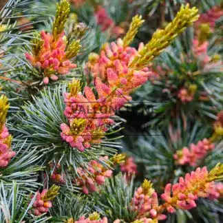 Neon pink flowers of PINUS parviflora 'Negishi'