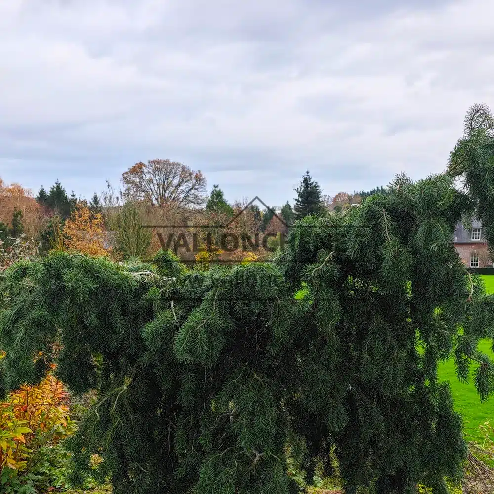 Un PSEUDOTSUGA menziesii 'Serpentine' de una docena de años en el jardín de Vallonchêne. Un PSEUDOTSUGA menziesii 'Serpentine' de una docena de años en el jardín de Vallonchêne.