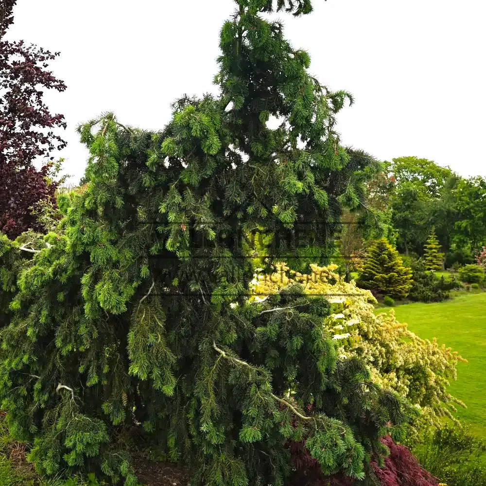 PSEUDOTSUGA menziesii 'Serpentine'