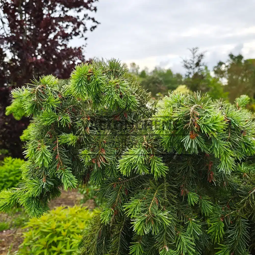 Brotes primaverales de un verde tierno de la PSEUDOTSUGA menziesii 'Serpentine' Brotes primaverales de un verde tierno de la PSEUDOTSUGA menziesii 'Serpentine'