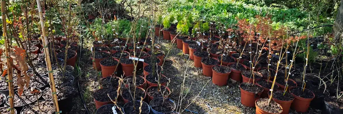 Idée reçue : Peut-on vraiment planter en plein été ?