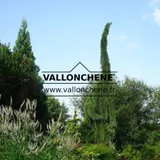 Un SEQUOIADENDRON giganteum 'Pendulum' con aspecto de dinosaurio en el jardín de Vallonchêne