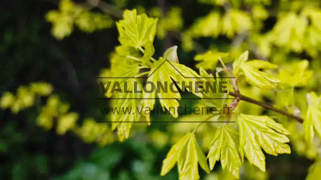 Brote primaveral de un ACER campestris 'Postelense'